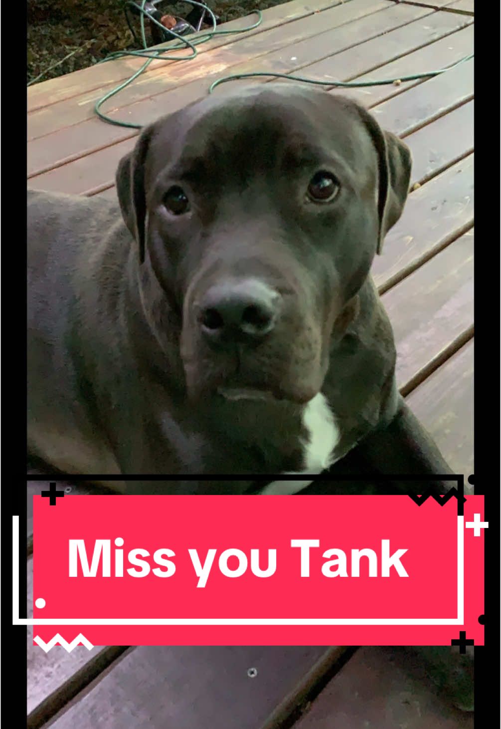 We had 8 incredible years with Tank—our loud, goofy, oversized lap dog who never understood just how big he was. He was loyal, protective, hilarious, and full of love. Friday morning, we said goodbye. He may be gone, but the paw prints he left on our hearts will always be there. Rest easy, big guy. You were the best. #RIPTank #DogLoss #PetMemorial #BigDogBigHeart #ForeverInOurHearts #DogDadLife #FamilyDog #GentleGiant #DogTok #GriefJourney #TankTheDog