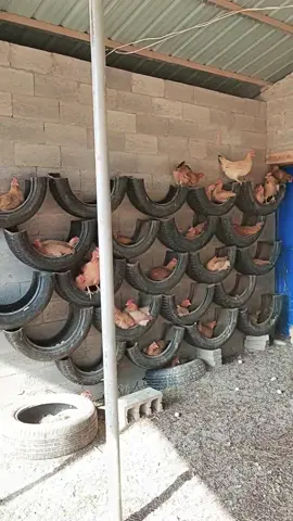 Turning tyres into chicken raising treasure! #chicken #farming