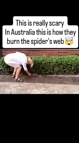 #whoa #amusing #Australia #spiderwebs #creepy #fire #webs #interesting 