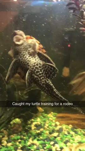 #turtle #rodeo #fish #tank #aquarium #funny #unique #pets #laugh #humor #amusing #interesting #turtlerodeo #fishride #lol #cute #animals 