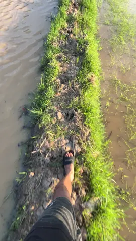 #anakpetani🌾 #storysawah #traktorsawah #katakata #wijapaggalung🌾 #creatorsearchinsights 