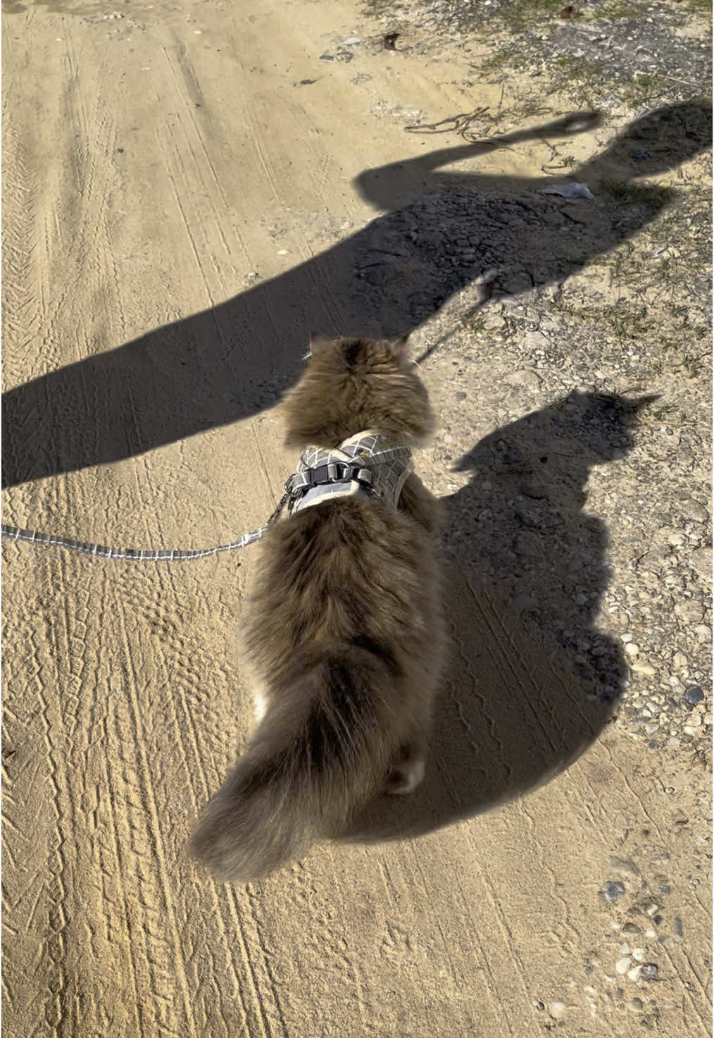 Jalan-jalan pagi 🌞 #talikucing #talituntunkucing #harneskucing #kucingjalankaki #kucingjalanjalan #kucinggeolgeol #talikucingharnes #harnesanabul #talijalankucing  #Rompikucing #talirompikucing #harnesskucing 