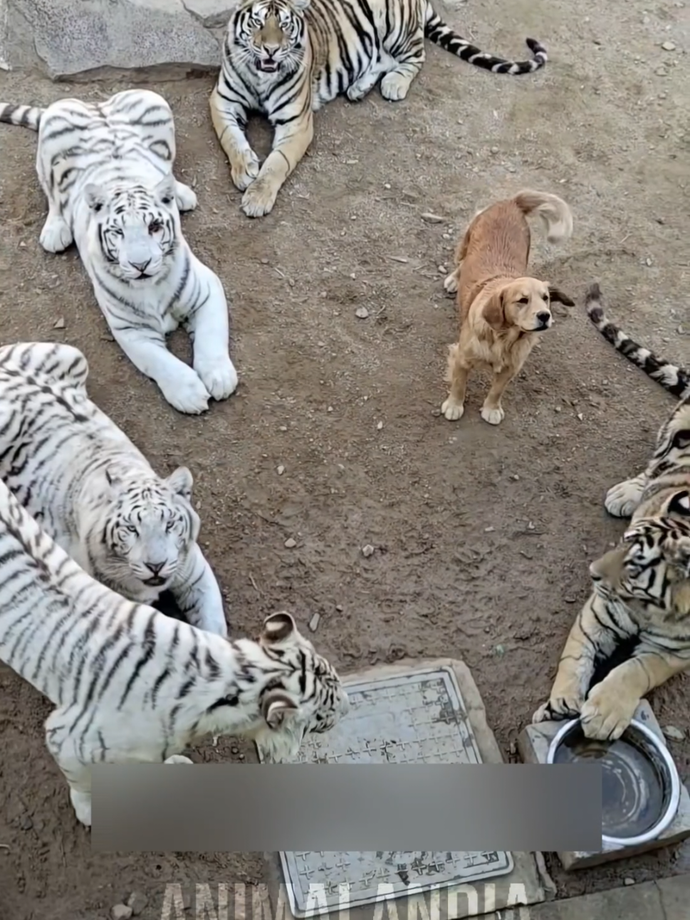 A mãe mais temida do zoológico. #bichos #animais #curioso #tigre 