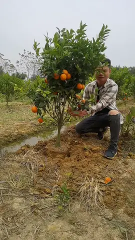 Buruan Checkout Sebelum Kehabisan #jerukmanis #jeruk #jerukmanis #jeruk #buahjeruksantangmadu #buahjeruk #jerukkecil #jeruksantangmadu #tanamanjeruk #benihseribuan #jerungsantang #mawalik #bibittanamanjeruk #bibittanaman #bibit #sukamenanam #tabulampot #tabulampotjeruk 