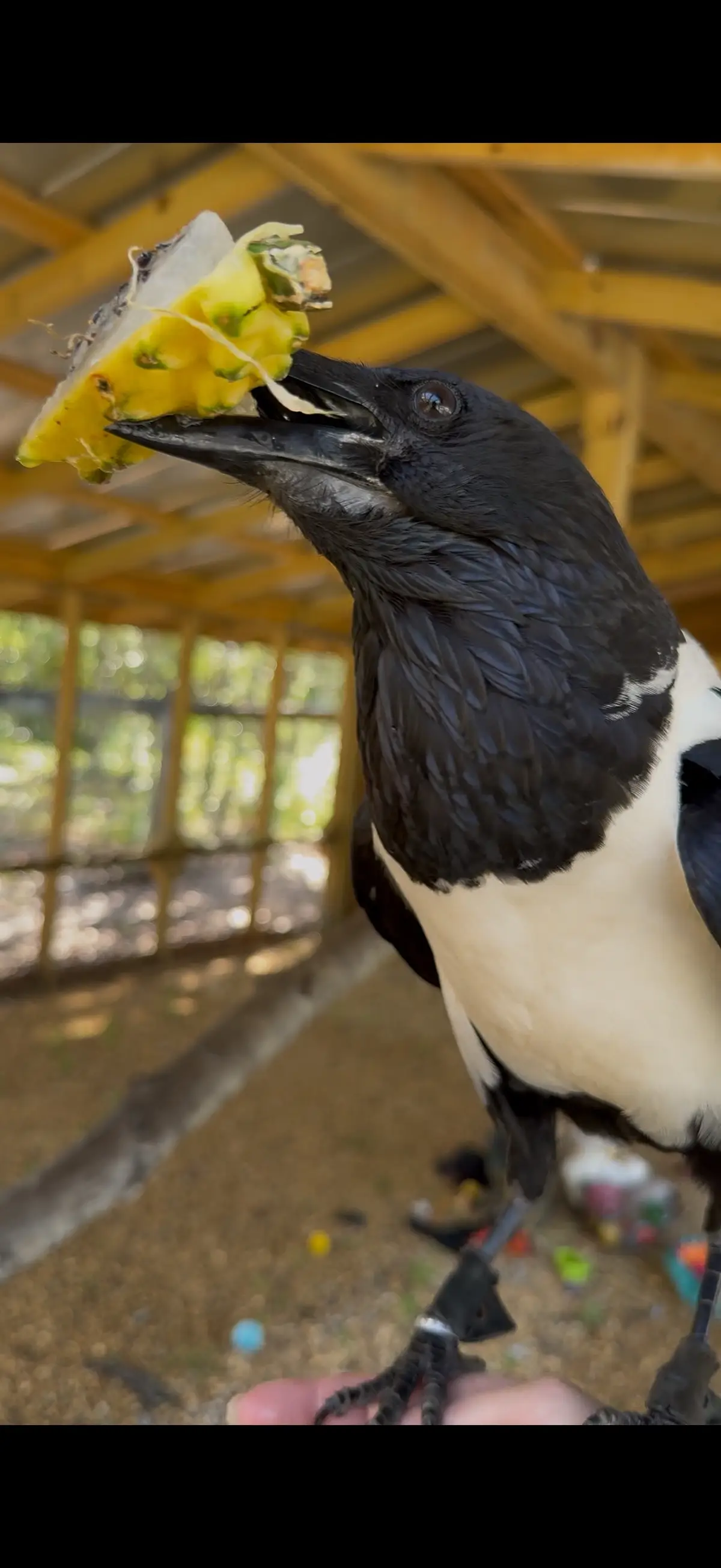 Crows and ravens have gotten quite a bit of recognition in recent years for their intelligence, and it’s led to plenty of guides on how to tell the difference between a raven and a crow… But most people don’t realize these characteristics are specifically differences between common ravens and American crows!  For example, Trixie is an African pied crow, but she has the long throat feathers, known as hackles, that are also a feature on the common raven! There are over 40 different species of crows and ravens, each with their own characteristics and differences. Cool right?  #crow #crows #bird #birds #crowsofinstagram #birdsofinstagram #animals #wildlife #learnsomething #learnsomethingnew 