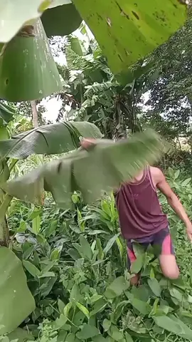 rambo kena gampar #hiburan #rambokenagampar 