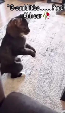 Is th-that food.. #fyp #funny #relatable #goodtimes #cat #food#lordoftherings #carpet #walk #stand #standingcat 