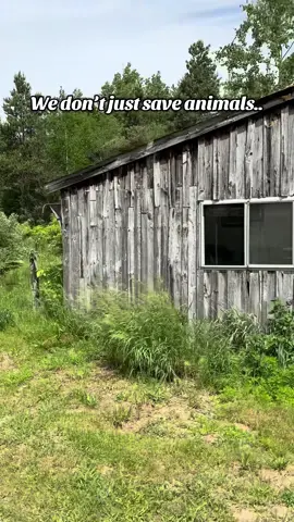 Sneak peek at our barn restoration! This barn project has been a huge undertaking for Molly and I. We’ve stared at this rotting trash filled barn for the first couple years after buying this property while we worked on building the other infrastructure. There were many times it felt like the impossible project to even get to, much less complete. But here we are. There’s still some work before it’s ready, but it feels like a dream to see it come together! This space is going to give us the opportunity to make an even bigger impact and saving animals in need! #animalrescue #animalsanctuary #animals #restoration #DIY #barn 