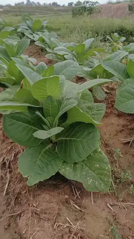 bercabang#rembang24jam 