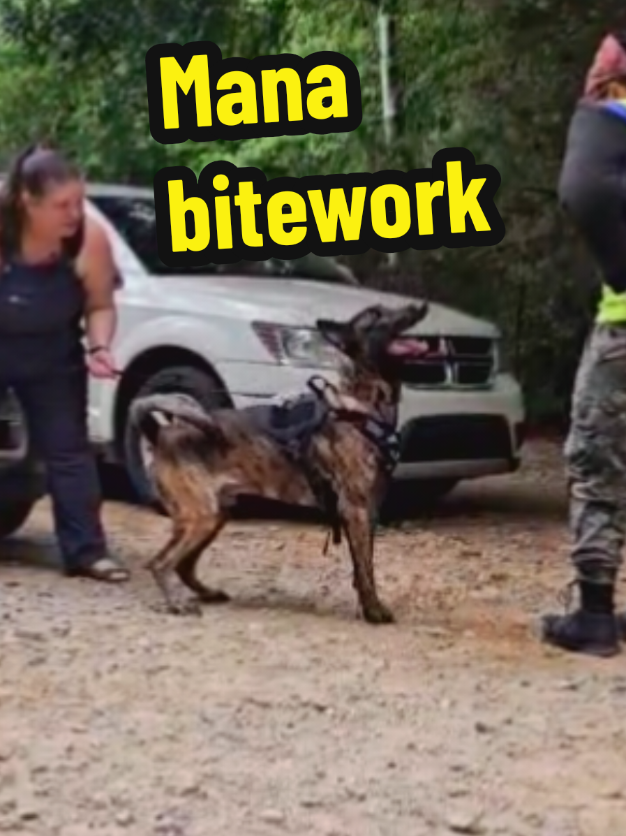 At only a year old I'm starting to see some serious intent in Mana, but with Lani this is just a fun game.  🥰  #buildingdogs #bitework #kaimanavommaunahaus #manathedutchie 