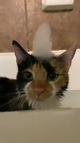 we couldn’t do e 😭 #catsoftiktok #cat #fyp #foryoupage 