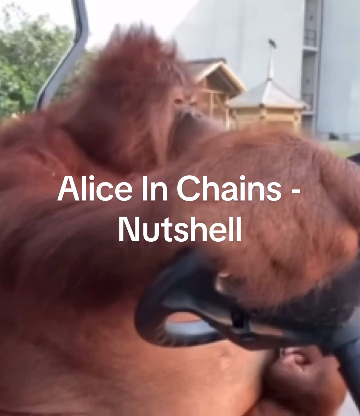 #Nutshell #AliceInChains