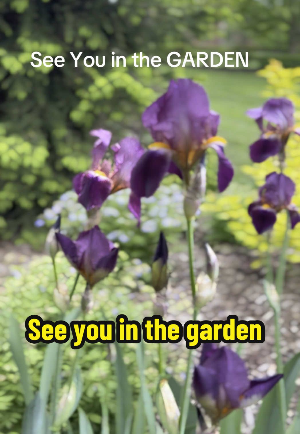 See you in the garden. You heard that too right? What do you hear when you hear this sound? #garden #Gardening #mygarden #ILikePlants 