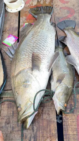 Mari berkemas kemas  Kita pulang terus muter” kampung  Sambil bawa ikan di iket motor Wkwkwkw  #fyppppppppppppppppppppppp #fypシ゚viral #baramundi #boncos_mania 