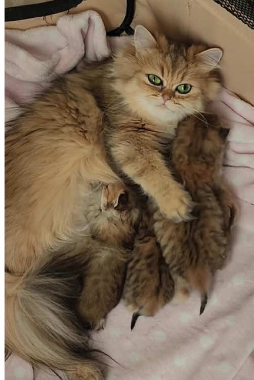 Cat mother loves kitten 🥰#usaus #kitten #funny #petlover #funnyvideos #foryou #cutebaby #cat #catsoftiktok 