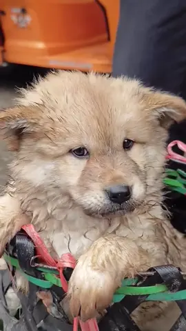 #dogs #poordog #dogvideos 
