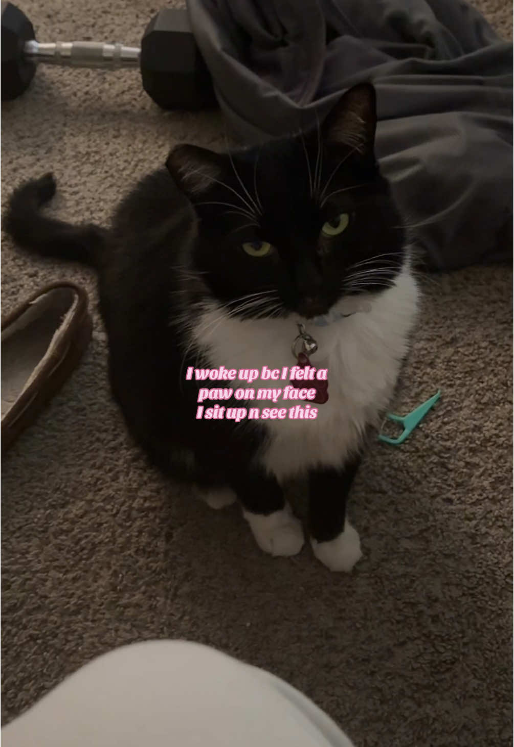 Why she staring me down like that tho 💀😭 tf I do  #fyp #fypシ゚viral #random #catsoftiktok #tuxedocat #creatorsearchinsights 