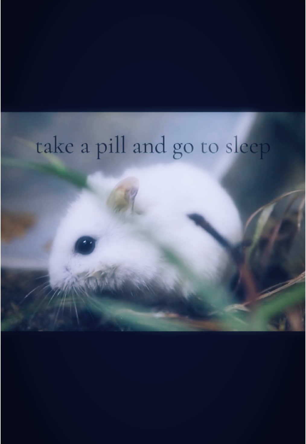 i dont even know anymore im embracing the flop era || #yunglean #spotify #hamster #aesthetic #moodboard #pinterest #nostalgia #animals #lyrics  #fypppppppppppppp #niche #weird 