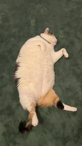 I adopted her like this, she’s lost 3lbs since I’ve had her🫶🏻 #catsoftiktok #cat 