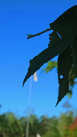 kegiatan Selasa pagi... menyambut mentari dengan senam.. 