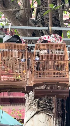 Chim anh em lật cầu cúp C chim mình chỉ biết cắn lộn#chaomaodaugian #bổi_thuận_thiên 