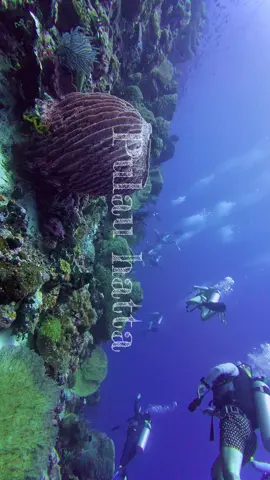 BANDA NAIRA PULAU HATTA  Siapa yang tidak kenal dengan Banda naira.Pulau yang begitu terkenal dengan keindahan bawa lautnya yang sangat luar biasa, dan kaya akang sejarahnya.Sala satunya pulau HATTA,nama pulau di ambil dari bpk proklamator Mohammad Hatta.  #underwater #scubadiving #scubapro #pesonaindonesia #maluku #parawisataindonesia #wisata #underreview #gopromax #ambonpride🏝🔥 #fyp #fypage #fyppppppppppppppppppppppp #underwaterphotography #ocean #indonesiatimur #indonesiatiktok #bandanaira 