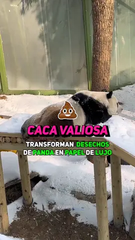 🐼💩 Así hacen papel ecológico con caca de panda 📄♻️