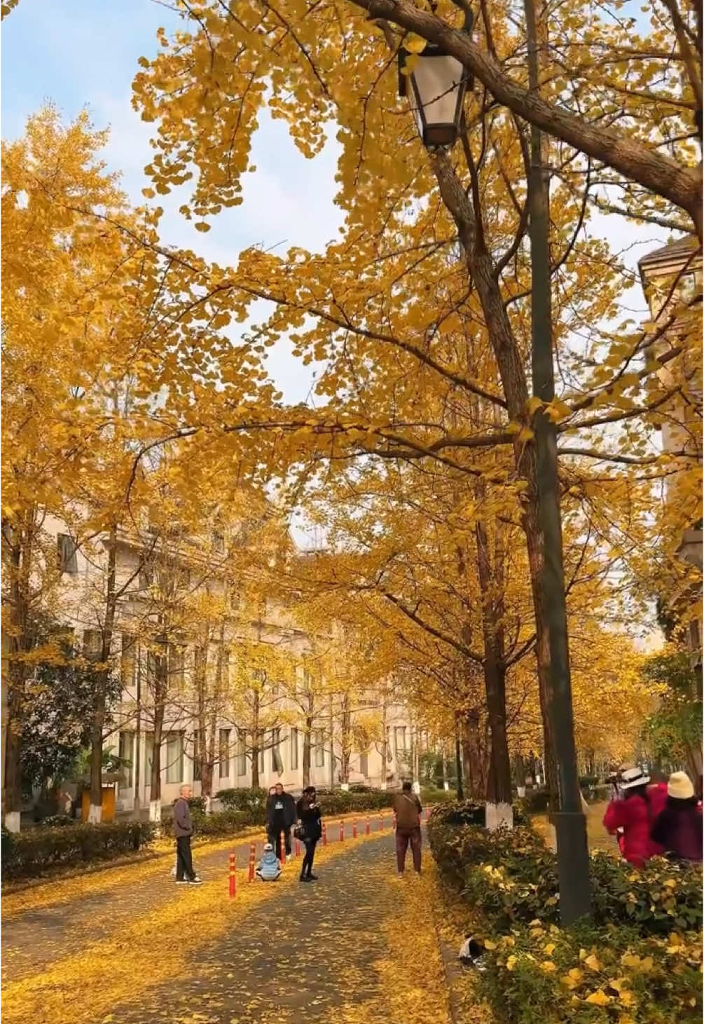 🍂 เดินเล่นที่ถนนแปะก๊วย Ginkgo Street ในฉงชิ่ง ✈️ ทัวร์เปิดให้จองแล้วนะ ทักมาเลยที่ Line @yaktour #ยักษ์ทัวร์ #yaktour #เที่ยวกับทัวร์ #เที่ยวต่างประเทศ #เทรนด์วันนี้ #tiktokท่องเที่ยว #tiktokพาเที่ยว #tiktokuni #chongqing #china #ทัวร์จีน #ฉงชิ่ง 