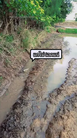 ตื่นมาทุ่งนา เจอปลาไซส์โล #หมานๆเด้อ #บ้านเฮากะคือบ้านเฮานั้นละ 
