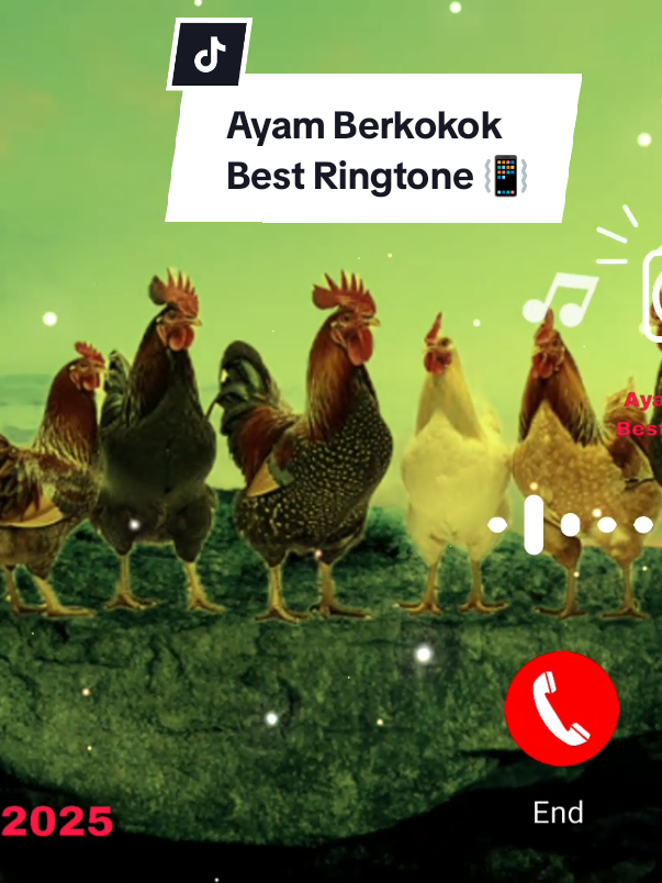 Ayam Berkokok Pagi Hari | Ringtone  #ringtone #nadadering #notifikasiwhatsapp #ayamberkokok #xybca 