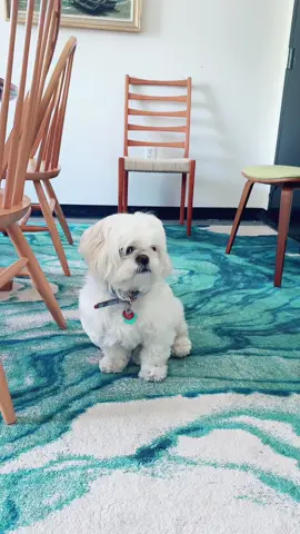 #shitzu #mia 