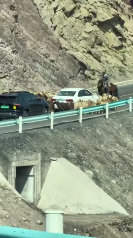 You never know what’s really causing a traffic jam—until you see this! Recently in Xinjiang, the unexpected cause turned out to be a herd of sheep circling around a white car in the middle of the road. Funny, surprising, and oddly heartwarming.#Xinjiang#FunVideo#TrafficJam