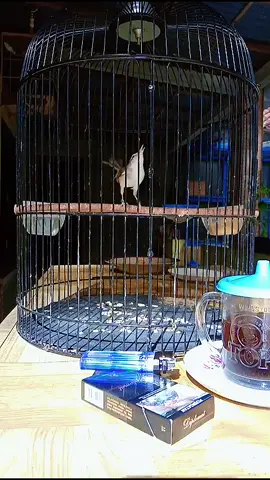 Jangan lupa ngopi 😎 #fyppppppppppppppppppppppp #kicaumania #muraibatuindonesia #cendetmaniaindonesia #ciblek 