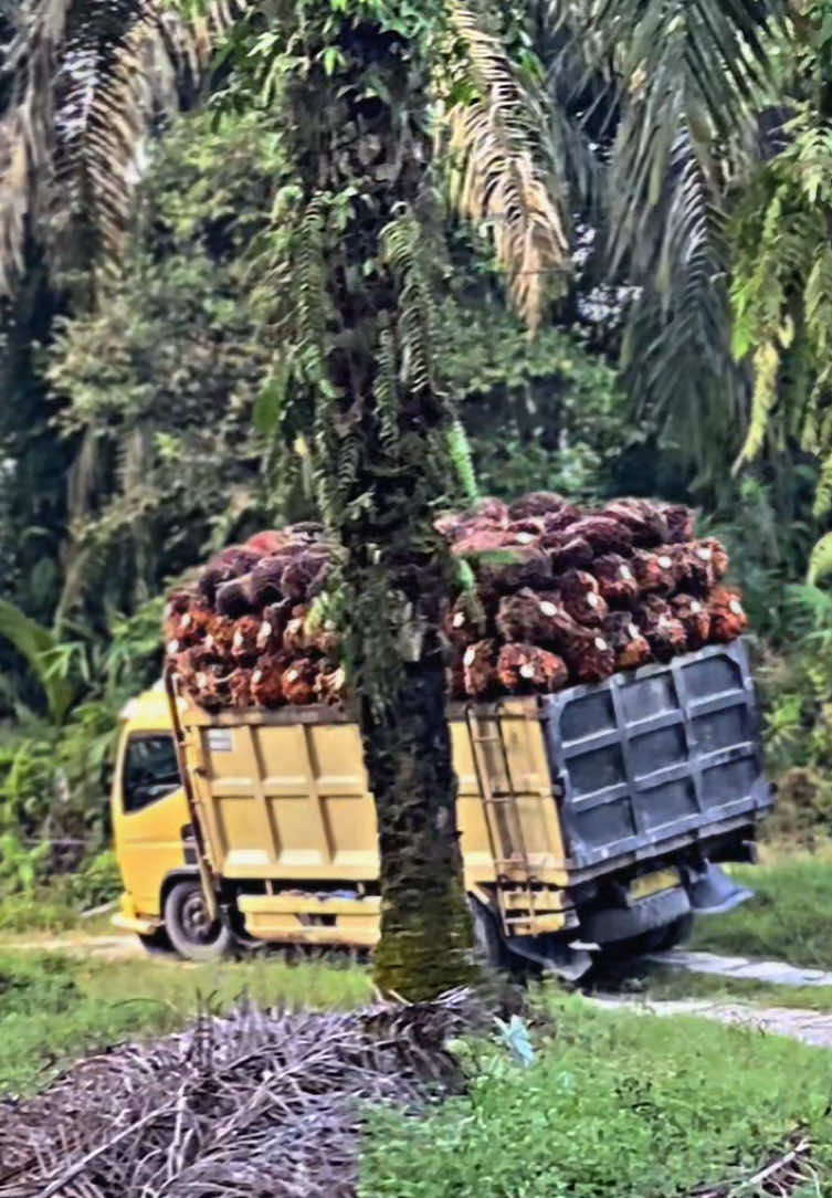 @S R_01 @erihermawan #CapCut #fyp #storytruck #supirtruck #truksawit #sawitontiktok #truksawitriau #storysawit #storymuatsawit 