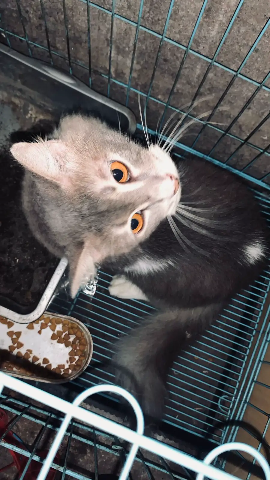 #foryoupage #paprandom 