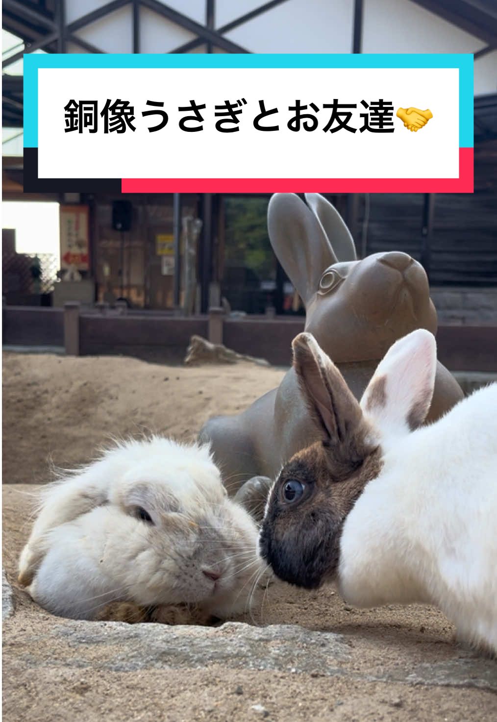 銅像とお友達なおりちゃん🐇🎋#月うさぎの里 #うさぎ #bunny #rabbit #trip #石川県 #fyp 