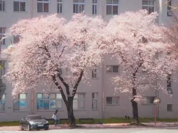 벚꽃 엔딩🌸 최근 많이 바빠서 벚꽃을 제대로 담지 못해 아쉬웠어요. 그래도 따뜻한 햇살이 너무 좋아 쉬는 시간에 산책을 하며, 항상 똑같은 거리가 오늘은 벚꽃 덕분에 유독 아름답게 느껴졌어요! 예전엔 무채색 같기만 했던 세상을 사진과 영상을 통해 바라보니, 현재는 사계절마다 다양한 채도의 매력을 느끼고 있답니다! 앞으로도 일상 속의 아름다움을 보여드릴게요! :) 