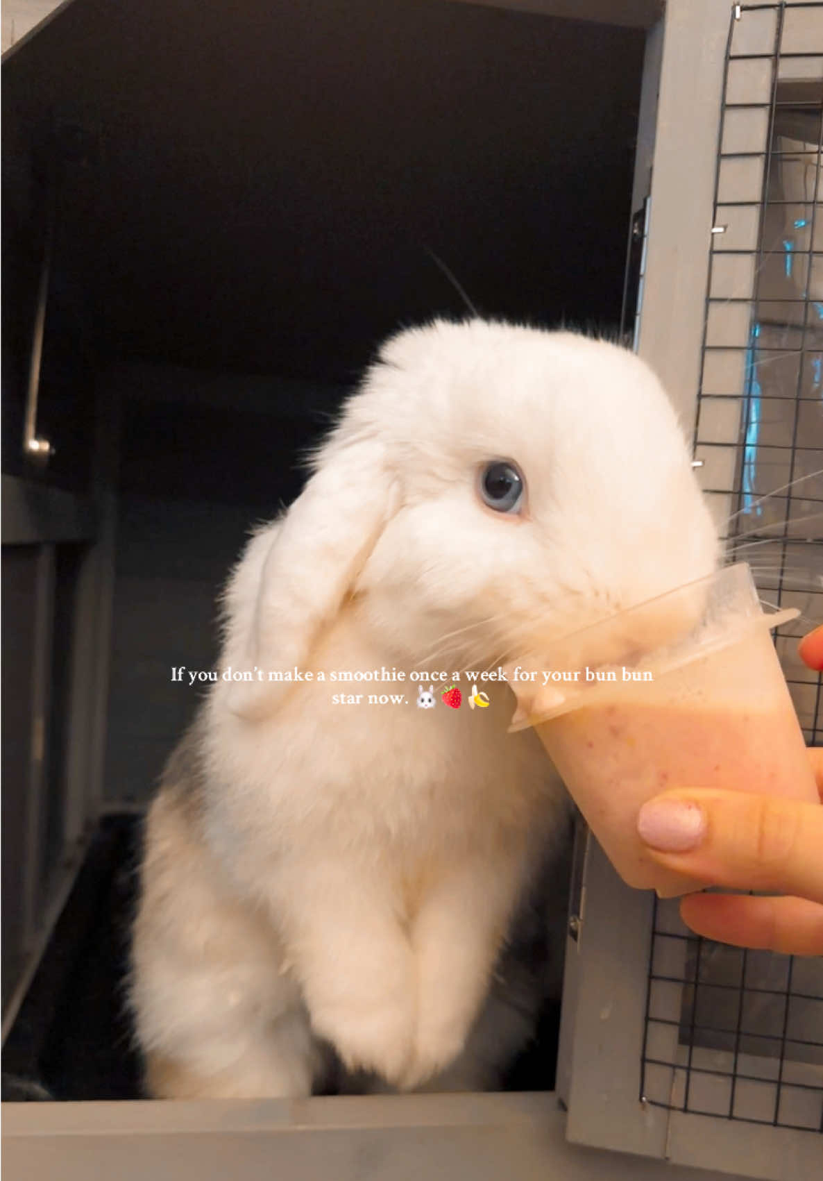 Her fav #bunnymomma #furbaby #bunnygirl #bunnytok #hollandlop #princess 