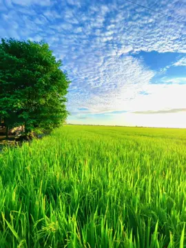 thơ mộng quá 🫶#viralvideo #videodep#canhdep #chill #hoanghon #canhdonglua #xuhuongtiktok #giongrieng #kiengiang68 