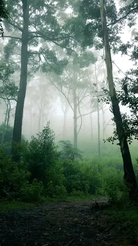 Peace and quiet 🍃 . . #nature #naturebeauty #green #forest #alone #peace #travel #srilanka #relax #vibes 