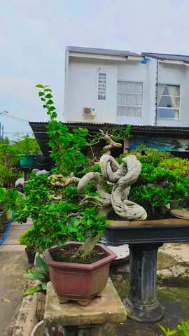 Bonsai Serut, Size Medium  #fyppppppppppppppppppppppp #fypシ゚ #fypage #bonsaiart #bonsaiserutmeliuk #bonsaiserutindonesia #bonsaiserut #bonsaiindonesia #ppbi #bonsaiantingputri #bonsaisancang #bonsaikimeng 