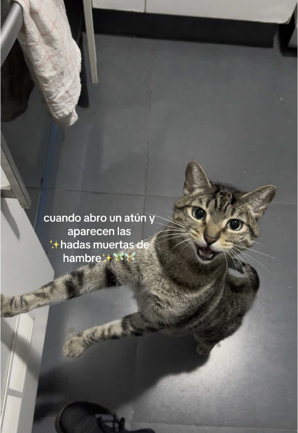 mis roomies mis chistes #fyp #gatos 