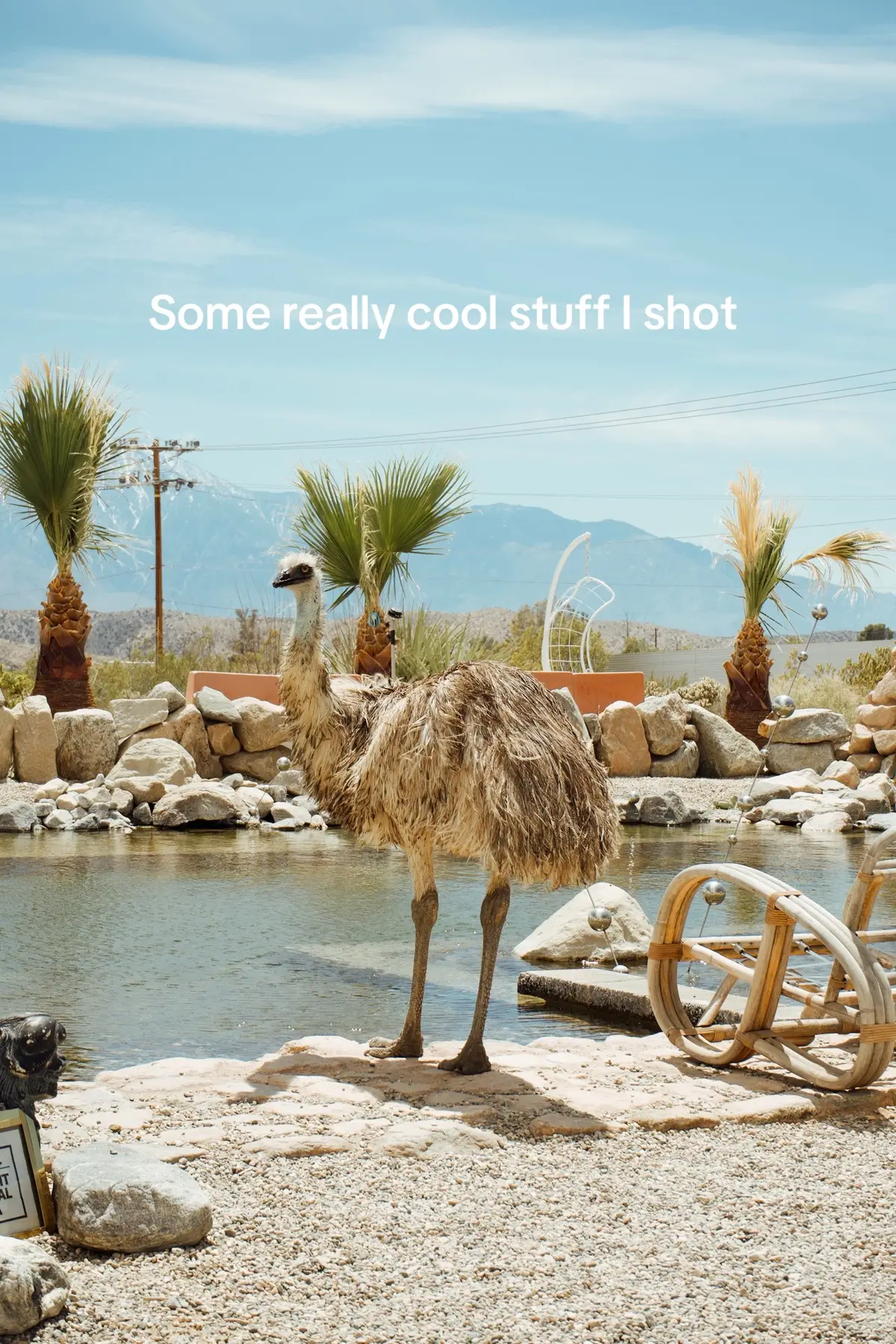 @Kaleidoscope Desert 🌵 #diml #travelvlog #airbnbfinds #airbnbexperience #daytripsfromlosangeles #joshuatree #photography #filmcamera #showingmyart #cameraroll #camerarolldump 