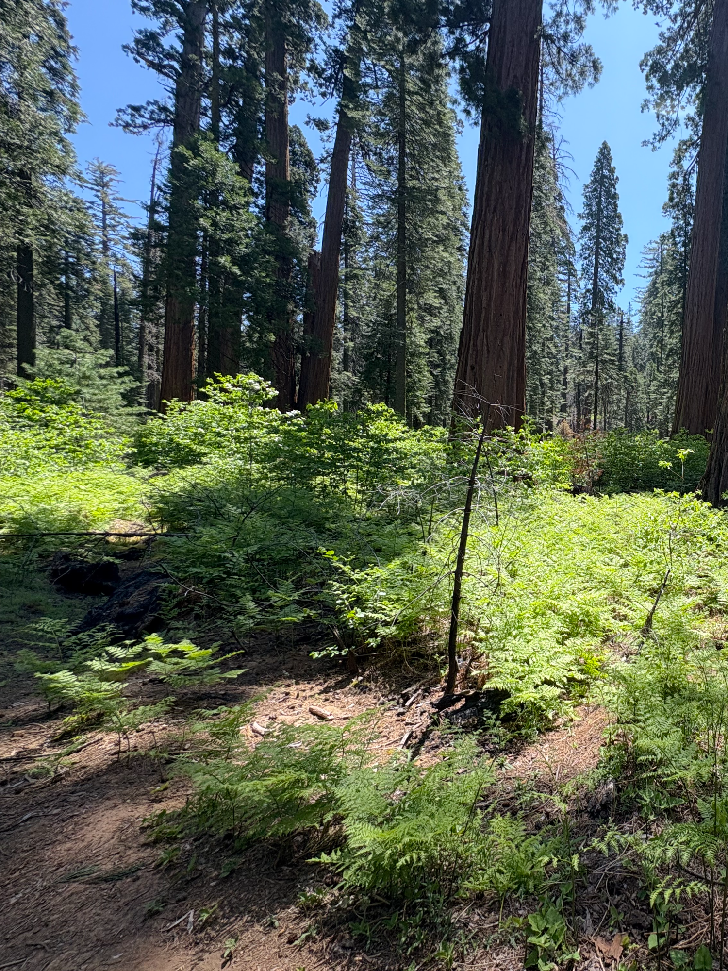 memorial day hike @ big trees