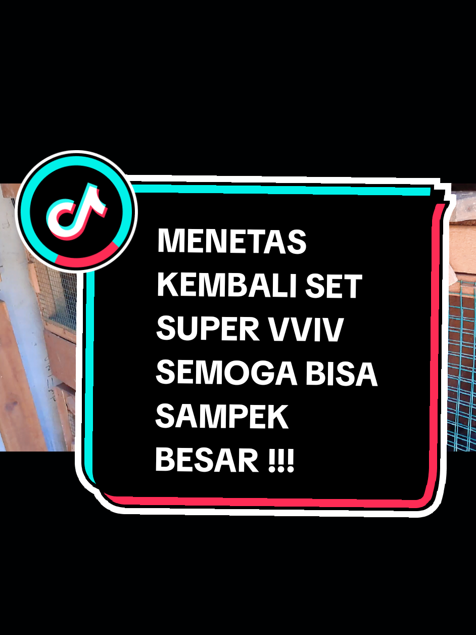 ALHAMDULILLAH POIN KEMBALI !!! #fyp #blackbulls #pakhoydrumband #pakhoyfullbrakot #flucker #pakhoy #ayambangkoksuper #ayammangon #viral_video #semuaorang #sorotan 