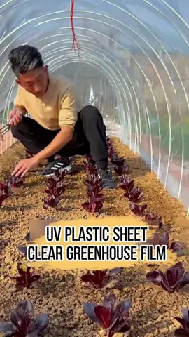 UV plastic sheet Transparent greenhouse membrane #greenhouse #greenhousefarming #planting #greenhousefilm #plastic #improveharvest #sale