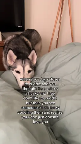 Dishonor to your family #fy #dogmom #petlover #doglover #cutie 