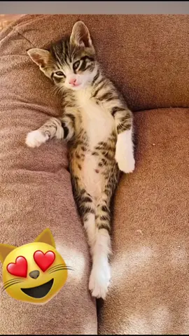#balerinacappuchina #fyp #catsoftiktok 