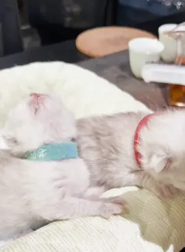 CutePets#Sleeping#The Growth Diary of a Kitten#The Cute Plan for Everything#catsounds #catfeeding #babykitten #CheeseCat #little #milky #kittycat 