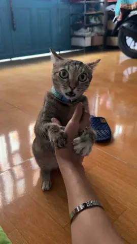 Ta nói nó cọc thì thôi. Nết ngang ngược 🥹 #meo #cat #mèobột 